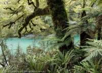 Temperate rainforest in Paringa valley, Southern Alps, New Zealand.
